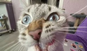 Виртуальный питомец