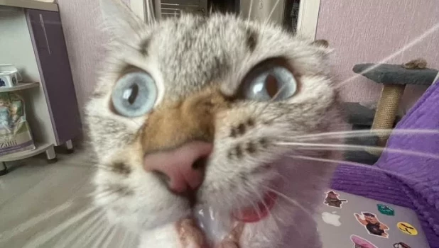 Виртуальный питомец