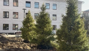 Ели в сквере на ул. Горького и ул. Пушкина 