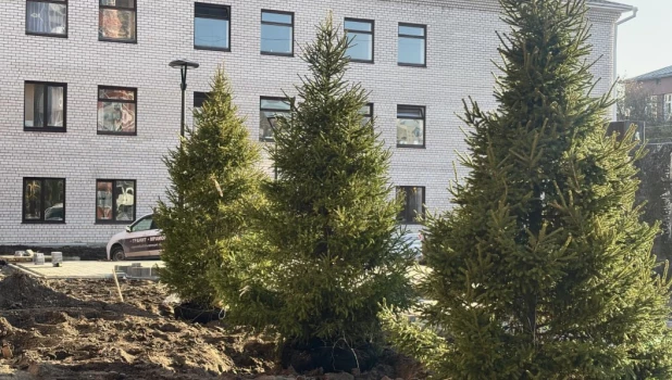 Ели в сквере на ул. Горького и ул. Пушкина 