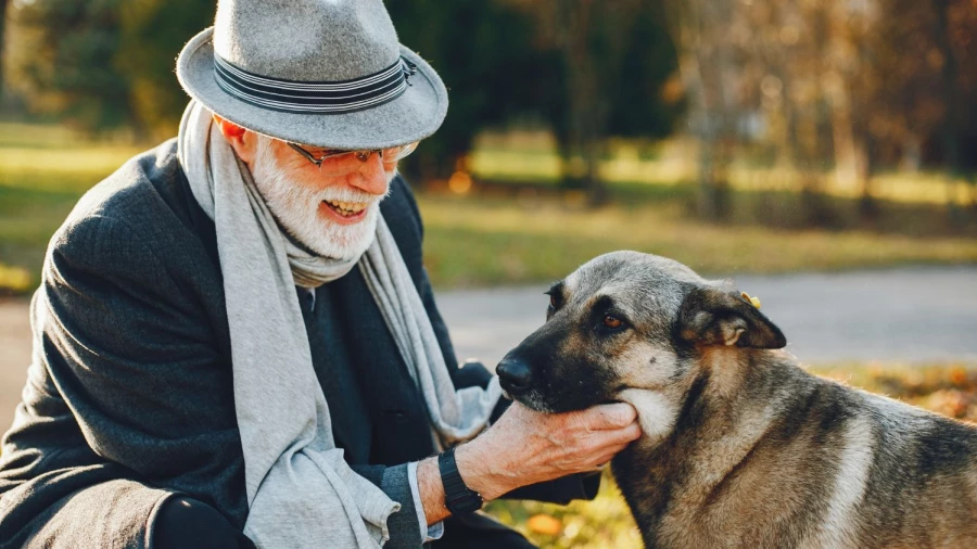 Домашний питомец.