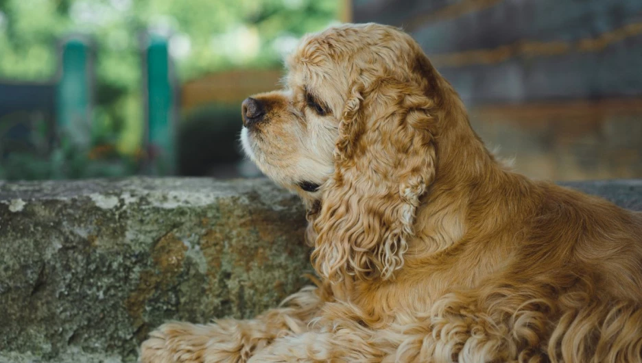 Домашний питомец.
