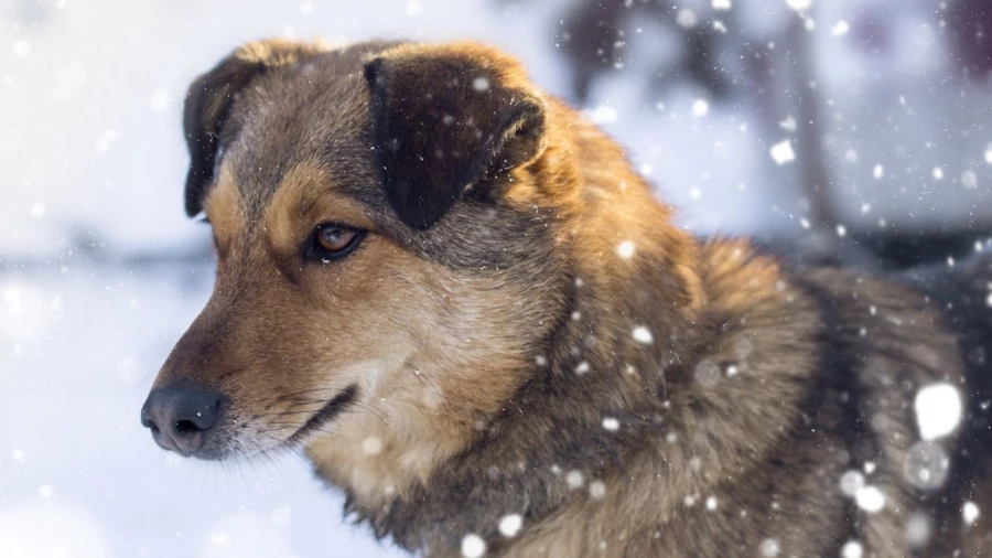 Домашний питомец.