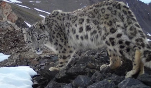 Снежный барс в Алтайском заповеднике.