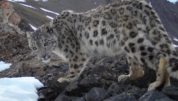 Снежный барс в Алтайском заповеднике.