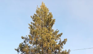 Новогодняя елка в парке «Изумрудный».