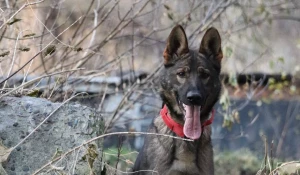 Собаки-поисковики на Алтае.