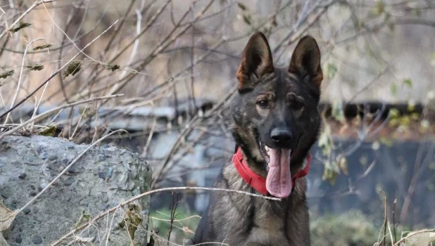 Собаки-поисковики на Алтае.
