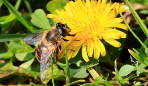 Душистые цветы в Алтайском заповеднике