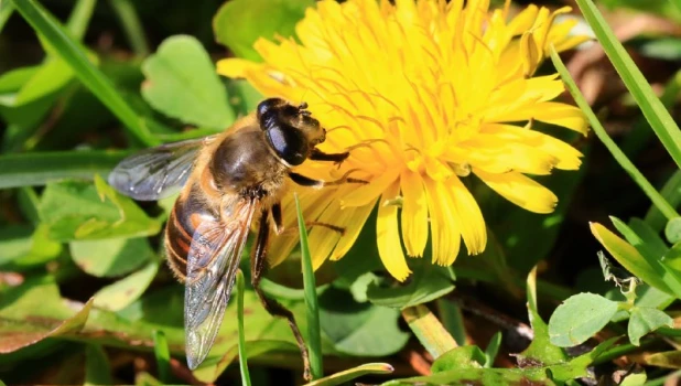 Душистые цветы в Алтайском заповеднике