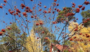 Осень в Барнауле.