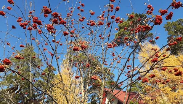Осень в Барнауле.