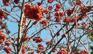 Осень в Барнауле.