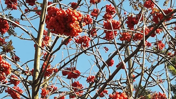 Осень в Барнауле.