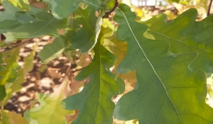 Осень в Барнауле.