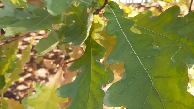 Осень в Барнауле.