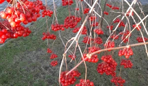 Осень в Барнауле.