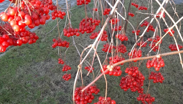 Осень в Барнауле.