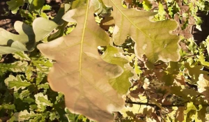 Осень в Барнауле.