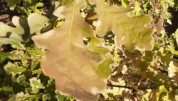 Осень в Барнауле.