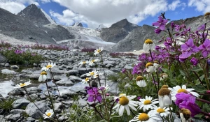 Морозные цветы на Алтае