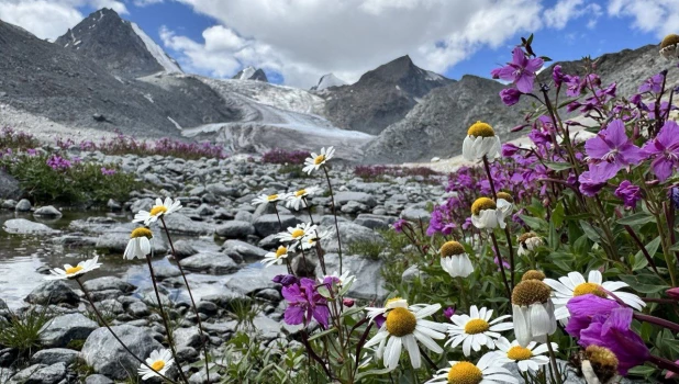 Морозные цветы на Алтае