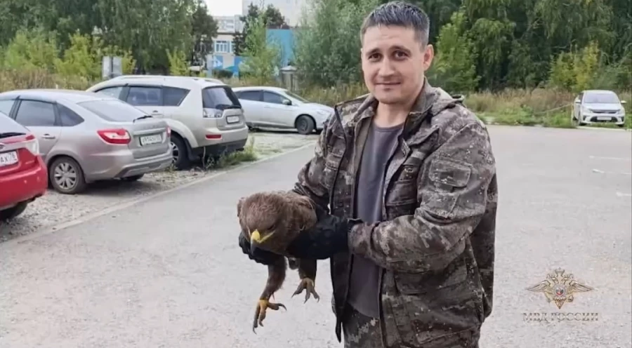 Уникальный орел со своими спасителями 