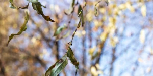 Серебристая верба в Барнауле 