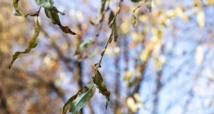 Серебристая верба в Барнауле 