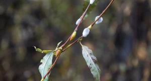 Серебристая верба в Барнауле 