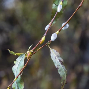 Серебристая верба в Барнауле 