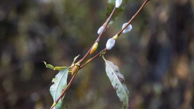 Серебристая верба в Барнауле 