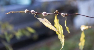 Серебристая верба в Барнауле 
