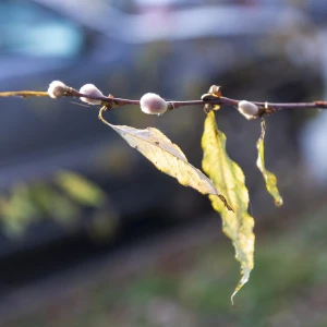 Серебристая верба в Барнауле 