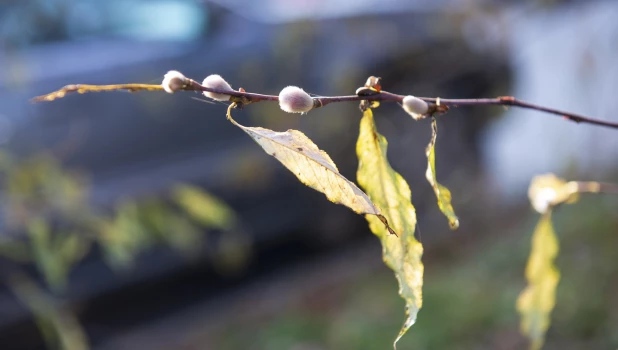 Серебристая верба в Барнауле 