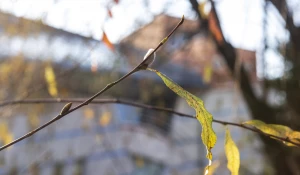 Серебристая верба в Барнауле 