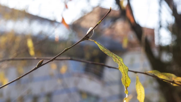 Серебристая верба в Барнауле 