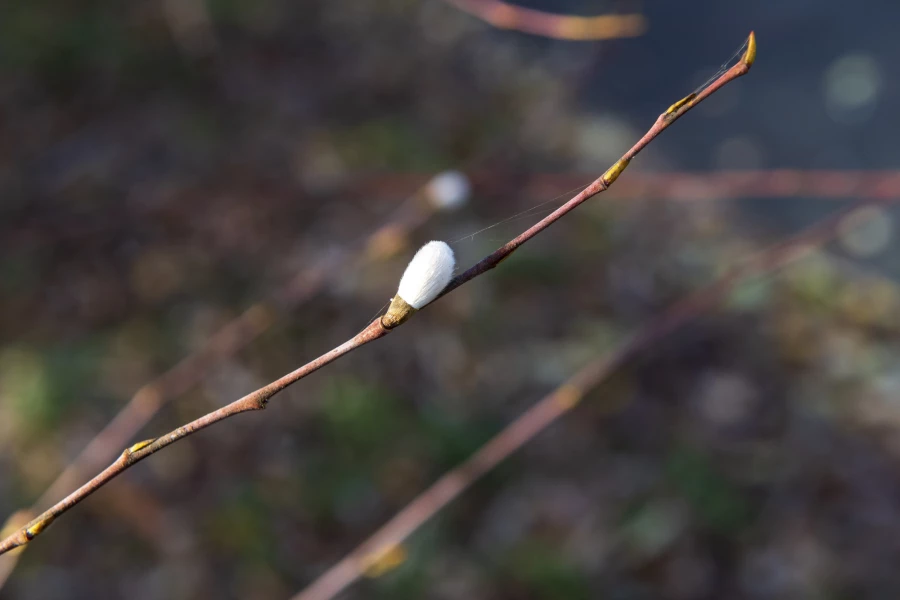 Серебристая верба в Барнауле 