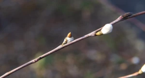 Серебристая верба в Барнауле 