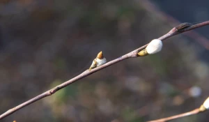 Серебристая верба в Барнауле 