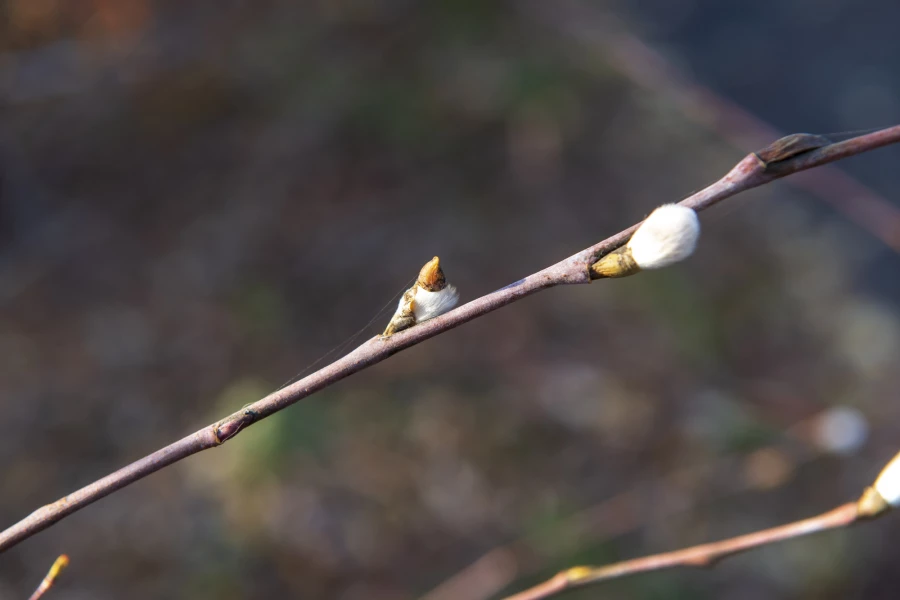 Серебристая верба в Барнауле 