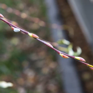 Серебристая верба в Барнауле 