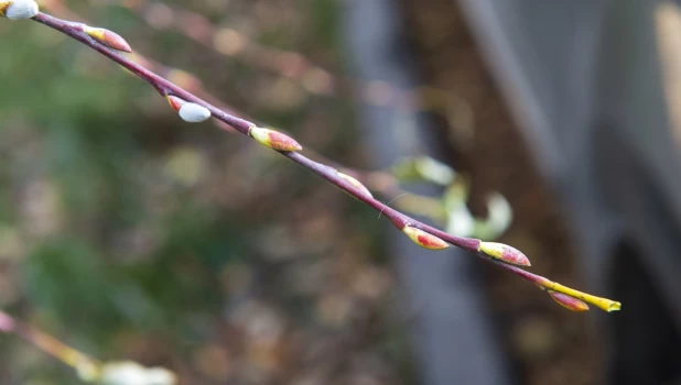 Серебристая верба в Барнауле 