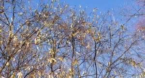 Серебристая верба в Барнауле 