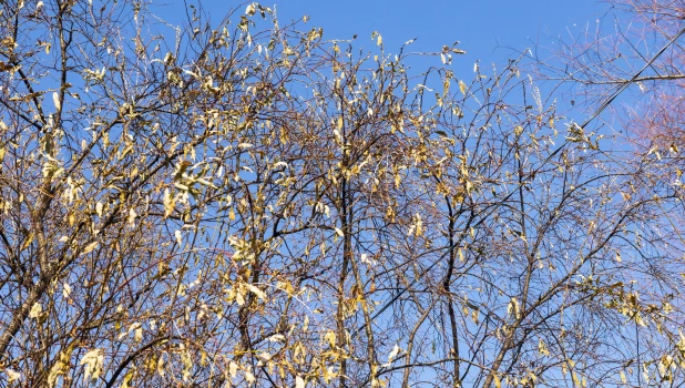 Серебристая верба в Барнауле 