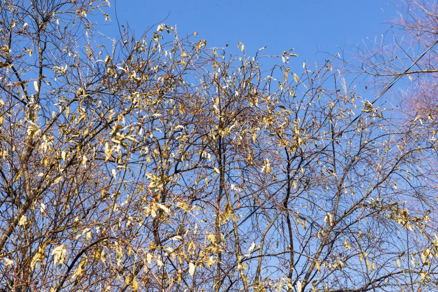 Серебристая верба в Барнауле 