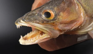 Зубы судака.