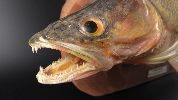 Зубы судака.