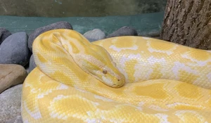 Змея. Питон. 