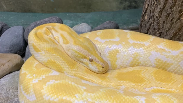 Змея. Питон. 